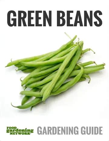 Growing Zones For Green Beans Food Gardening Network