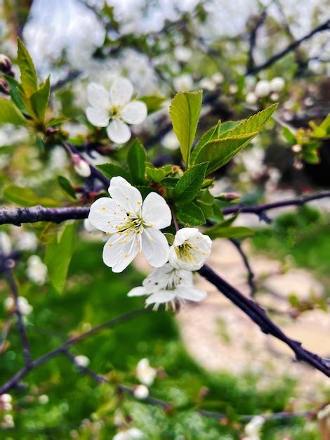 Ramo De Flor De Cerejeira Branca Na Primavera Foto Premium