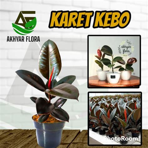 Tanaman Hias Karet Kebo Tanaman Hias Ficus Elestica Rubber Plant