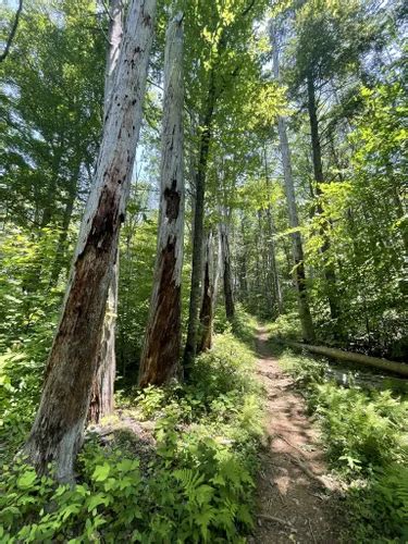 10 Best Hikes And Trails In Roan Mountain State Park Alltrails