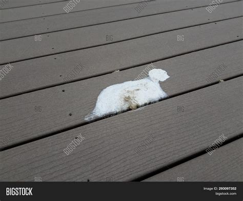 White Bird Feces Poop Image And Photo Free Trial Bigstock