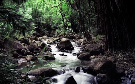 forest, Stream, Rock, Water, Nature, Landscape Wallpapers HD / Desktop ...