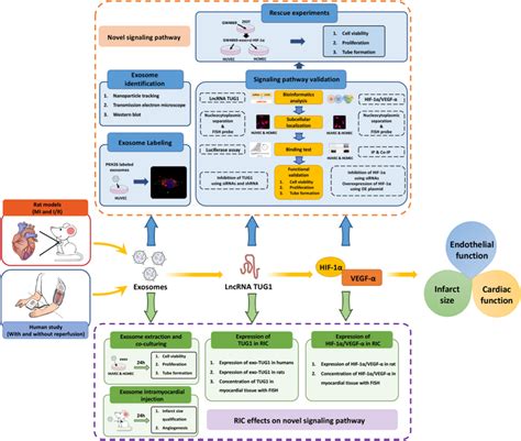 Schematic Diagram Of The Experimental Design Exosomes Isolated From