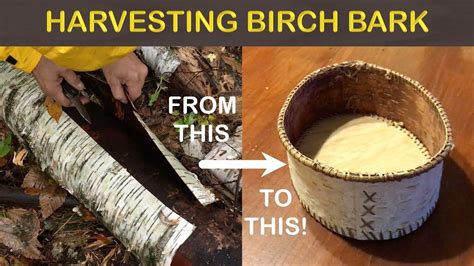 Harvesting Birch Bark Making My First Basket Birch Bark Tree Bark