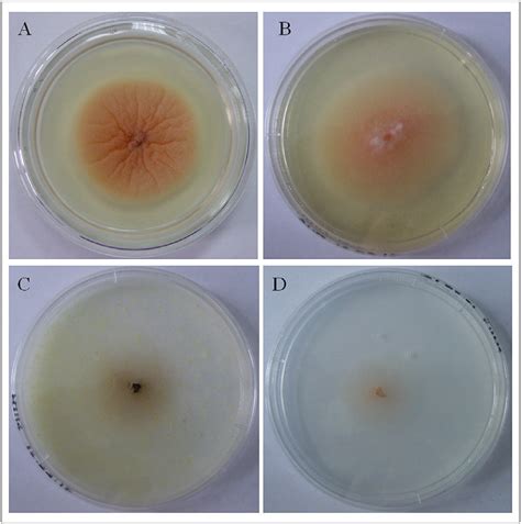 Macroscopic Appearance Of Cultured Colony Of P Macrostoma On Sabouraud