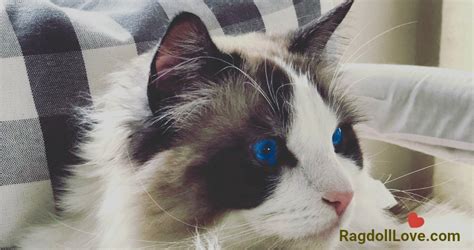 Ragdoll Cat Price Guide |What You Should Know About Buying a Ragdoll