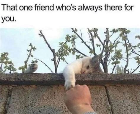 irresistibly cute animal memes  instantly brighten