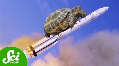 Tortoises in Space: The Amazing Journey of the First Earthlings Around ...