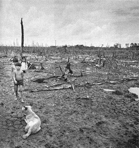 The Effects Of Agent Orange On The Vietnamese Landscape 1976 By Goro Nakamura 884 X 940 R