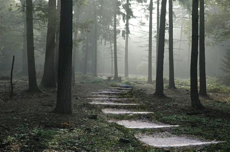 무료 이미지 나무 통로 집 밖의 황야 보행 목재 안개 꼬리 햇빛 아침 녹색 자연스러운 날씨 시즌