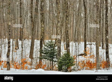 Beech Maple Forest With Understory Of Young Beech And Autumn Leaves