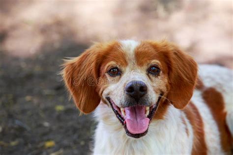 Dog breed Breton Spaniel stock photo. Image of outdoors - 153869638