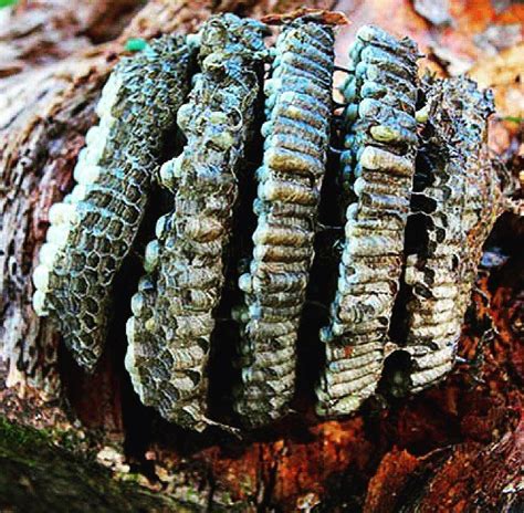 A Yellow Jacket Nest Revealed! An unfortunate encounter last fall with ...