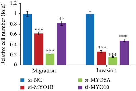 Silencing Of Myos Inhibits Cell Migration Invasion And Emt A