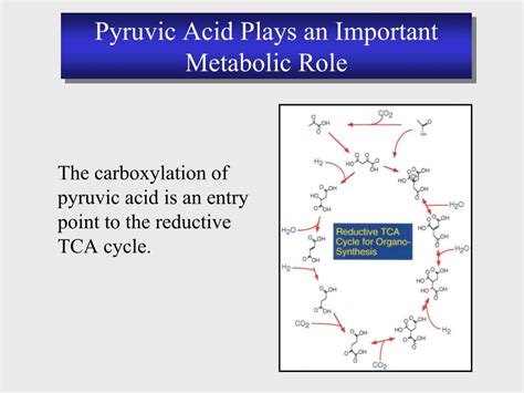 PPT HYDROTHERMAL PRODUCTION OF AMPHIPHILIC MOLECULES FROM PYRUVATE