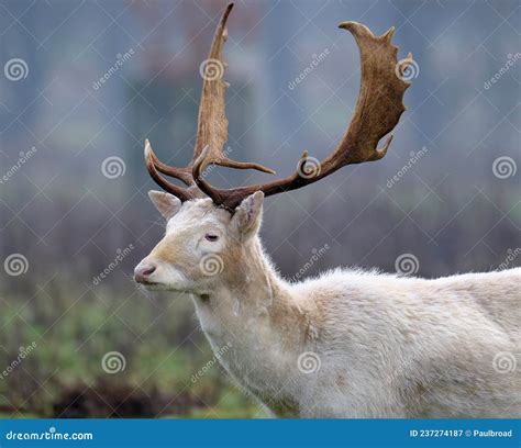 Rare White Fallow Deer Stag In Uk Country Estate Stock Image Image