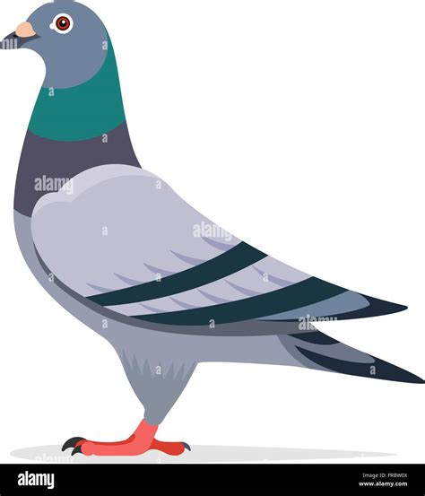 Pigeon Vector Character Stock Vector Art And Illustration Vector Image