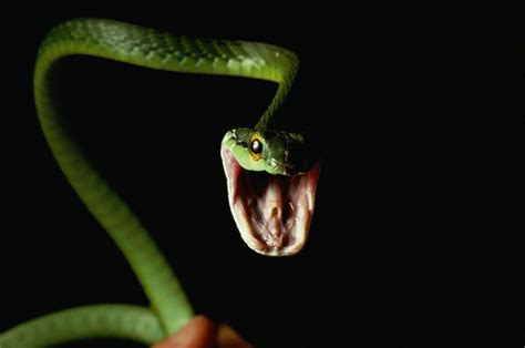 Scary Snake Wallpapers Top Free Scary Snake Backgrounds Wallpaperaccess