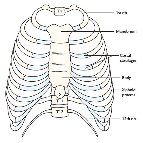 Thoracic Cage Intrinsic Muscles Formation And Shape Earths Lab