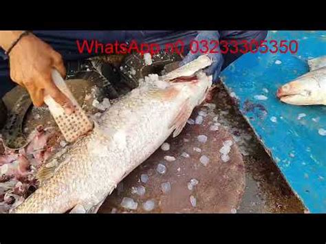 Fish Video White Pamfert Dangri Fish Update Karachi Fishery