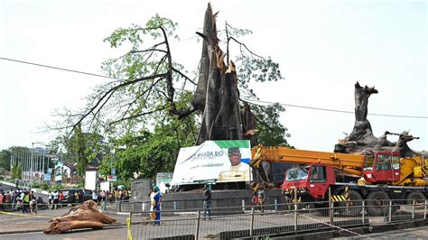 Freetown S Iconic Cotton Tree Felled After Storm Damage YouTube