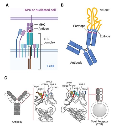 Identifying CDRs By Antibody Sequencing Rapid Novor