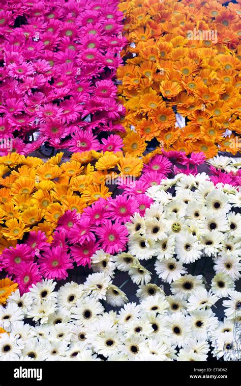 Flower show ; Coimbatore ; Tamil Nadu ; India ; Asia Stock Photo - Alamy