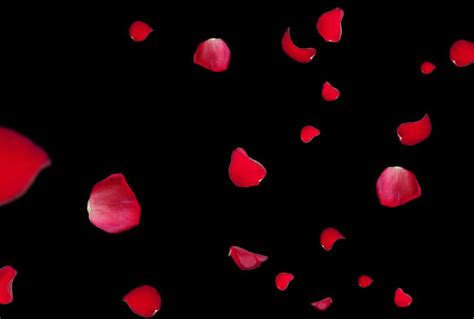 Download 150 Free Rose Petals Overlays For All Photoshop Versions