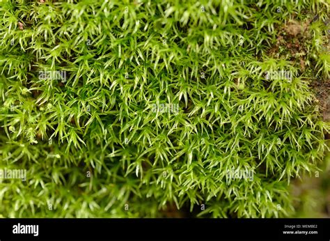 Moss texture, background with copy space Stock Photo - Alamy