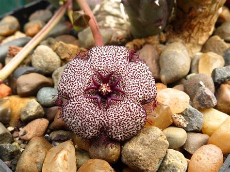 Huernia Parvipuncta Var Parvipuncta Jaco Swanepoel Flickr