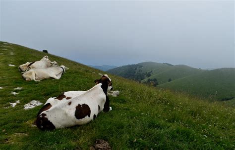 Monte Cesen Anello Escursionistico Del Cesen Malga Mariech Barbaria