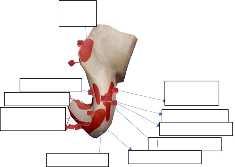 Right Ischium Posterior Lateral Diagram Quizlet