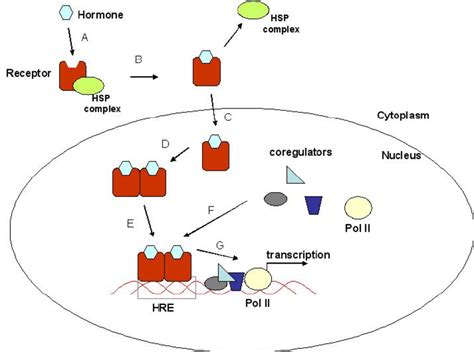 Schematic Diagram Of The Activation Of A Cytoplasmic Steroid Hormone