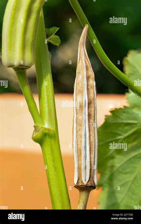 Poda De Semilla De Okra Verde Abelmoschus Esculentus En El árbol