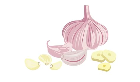 Premium Vector A Drawing Of A Garlic And Garlic