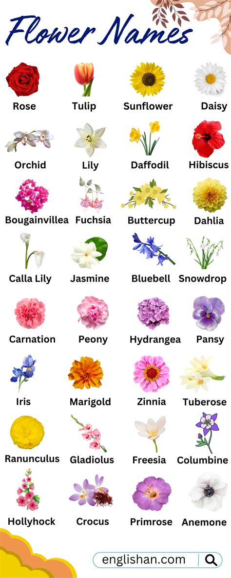 All Flowers Names in English with Pictures