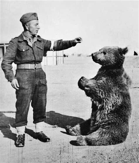 El oso que se convirtió en héroe de la Segunda Guerra Mundial