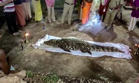 Vegetarian Crocodile In A Temple Mourned In India Global Times