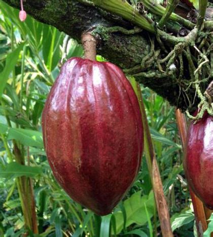 Chocolate Plant Theobroma Cacao Million Years Old Market Business News