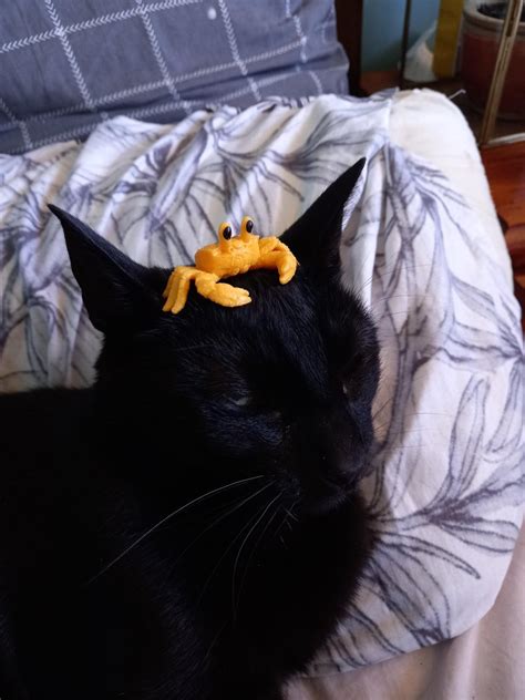 Ms Gay Cat On Twitter RT ShowYourCat CRAB