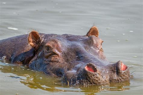 Hipopótamo Hipopótamo Anfibio Relajante En El Agua Durante El Día Lago