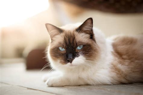 4700 Kucing Ragdoll Foto Stok Potret And Gambar Bebas Royalti Istock