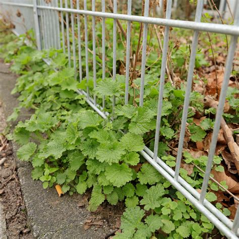 Ballota nigra (black horehound)