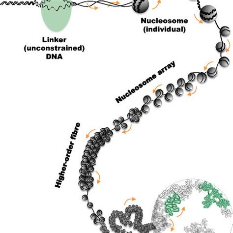 DNA supercoils influence DNA–protein interactions and catalytic ...