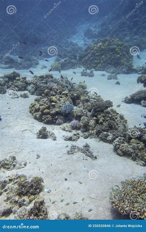 Recife De Coral Picturesco Colorido No Fundo Arenoso Dos Corais Duros