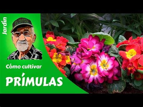 Cultivar la camomila planta consejos y técnicas