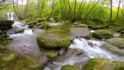 10 Hours Morning Bird Songs And River Sounds For The Best Start Of The