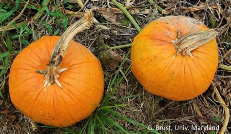 Maintain Pumpkin Foliage For As Long As You Can University Of