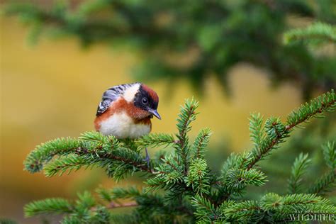 Curious Bay-breasted Warbler — Ray Hennessy Wildlife