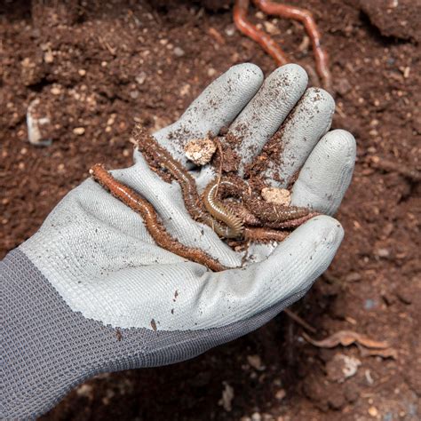 The Benefits of Earthworms in Gardens – envii